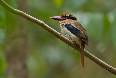 Lilac Kingfisher