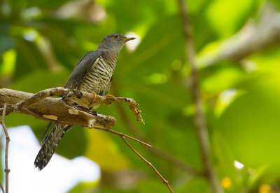 Oriental Cuckoo