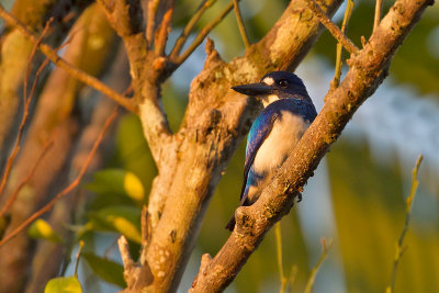 Blue-white Kingfisher (Todiramphus diops)