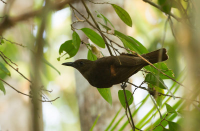 Halmahera Oriole