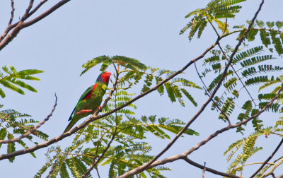 Red-flanked Lorikeet