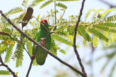 Moluccan Hanging Parrot