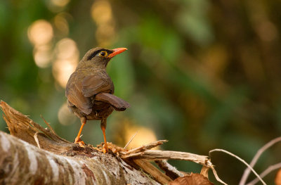 Sulawesi Thrush