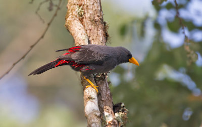 Grosbeak Starling