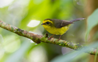 Yellow-bellied Fairy Fantail
