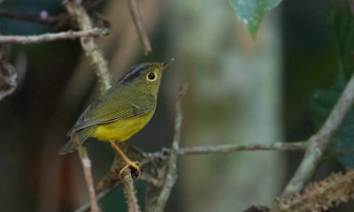 Ahlstrom's Warbler