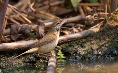 Paddyfield Warbler