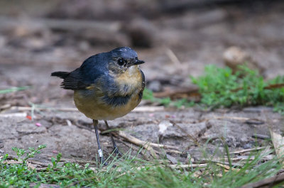 Chats, Robins, Shortwings, Forktails