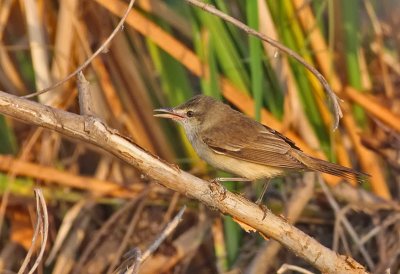 Oriental Reed Warbler