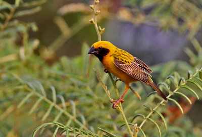 Asian Golden Weaver