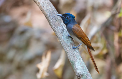 Asian Paradise Flycatcher (Blyths)