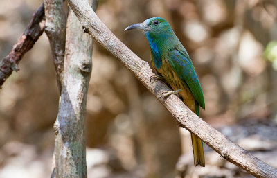 Blue-bearded Bee-eater