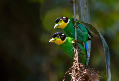 Long-tailed Broadbills