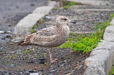 American Herring Gull