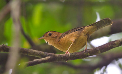 Brown-capped Babbler