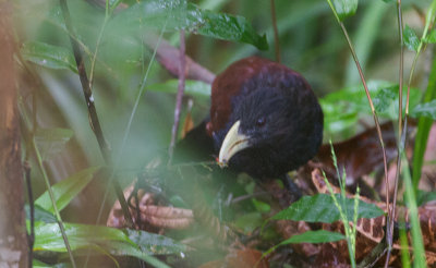 Green-billed Coucal