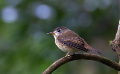 Brown-breasted Flycatcher