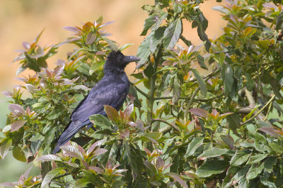 Indian Jungle Crow