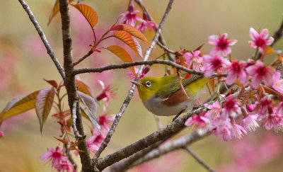 Chestnut-flanked Whiteeye