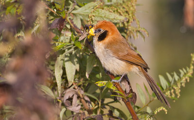 Spot-breasted Parrotbill