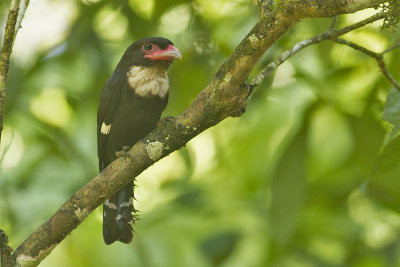 Dusky Broadbill