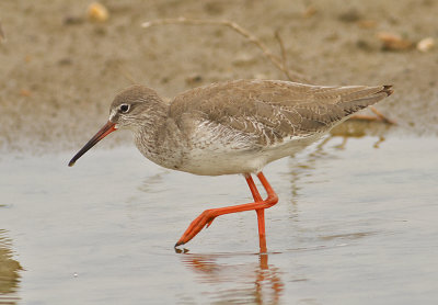 Common Redshank