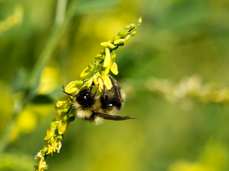 Bee on Yellow Flower_rp.jpg