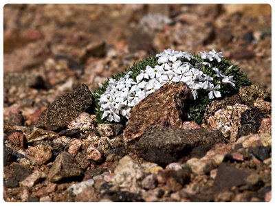 Alpine Flowers 