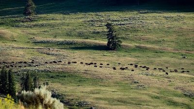 Buffalo Herd Trailing 