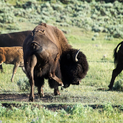 Buffalo Scratching an Itch 
