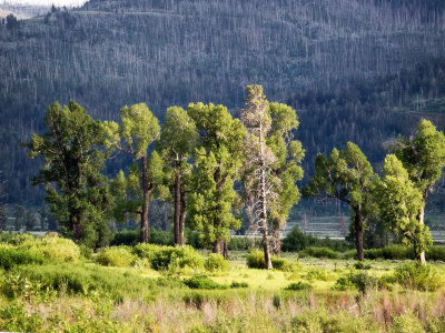 Glowing Trees Yellowstone 