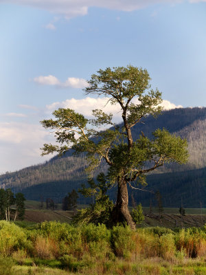 Tree in Yellowstone 