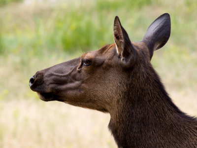 Beautiful Female Elk 