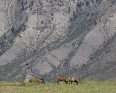 Elk  in Yellowstone 