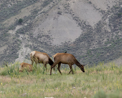 Elk in Yellowstone 