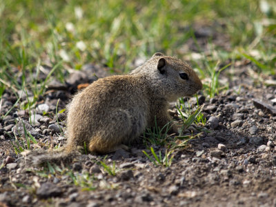 Ground Squirrel Youngster 