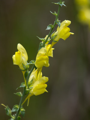 Wild Flower