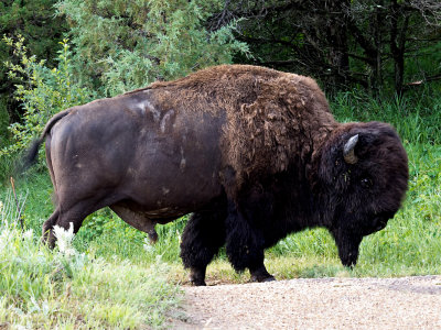 Buffalo in Theodore Roosevelt Nat Park 