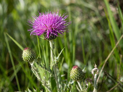 Thistle_ 