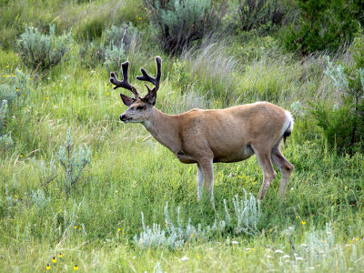 Mule Deer Stag 