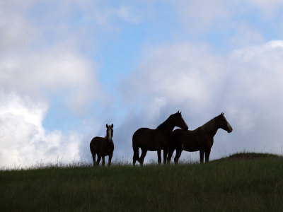 Mustangs Silhouettes