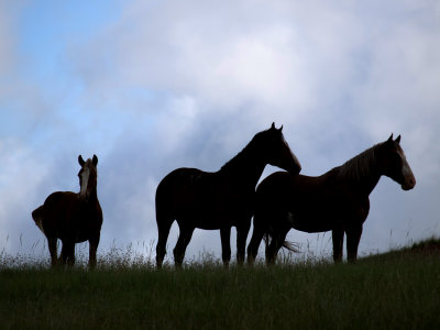 Three Silhouettes on the Hill-Mustangs_ 