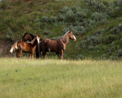 Wild Mustangs in ND Badlands 