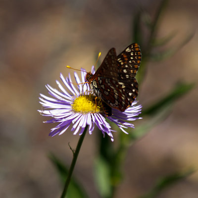 Orange Black White Butterfly on Purple Flower 