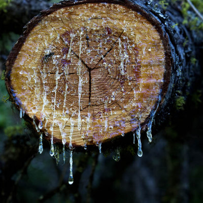 Pine Sap 