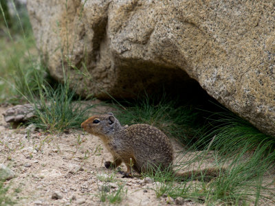 Cute Ground Squirrel.jpg