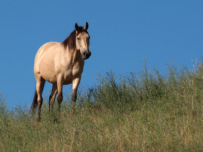 Horse Near Many Glacier 