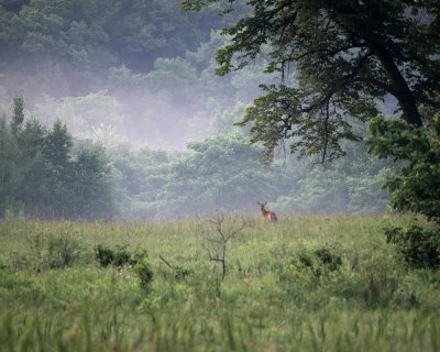 Deer on a Steamy Summer Day