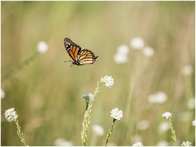 Monarch Butterfly Flying-2 