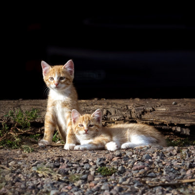 Two Orange Farm Kittens_square